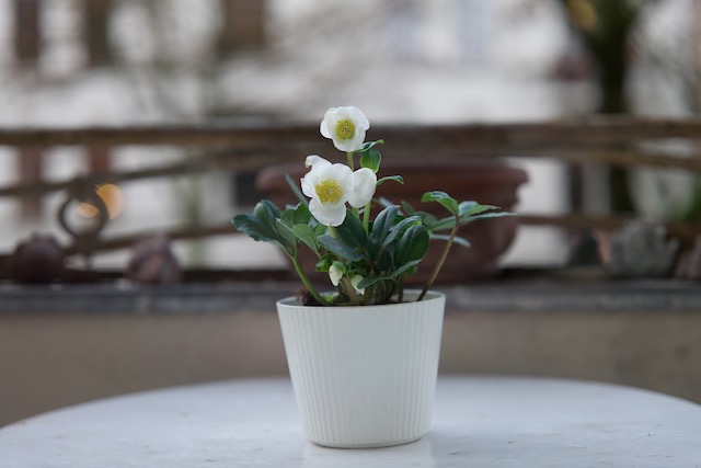 Christrose01 _640